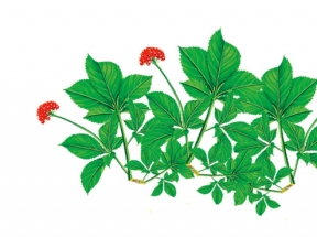 高清人参花素材