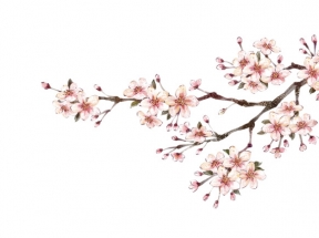 梨花