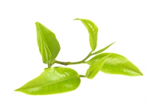 春茶免费素材