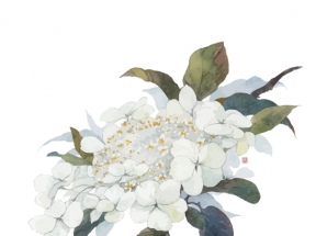 矢量琼花