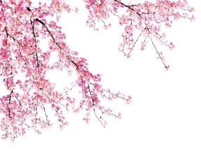 桃花盛开