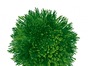 植物绿色海底海藻