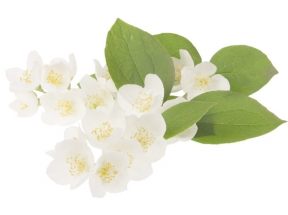 茉莉花素材