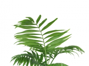 绿植盆栽PNG素材
