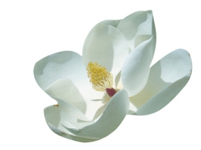 玉兰花白色玉兰花中国风素材漂浮