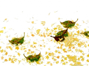 桂花花瓣
