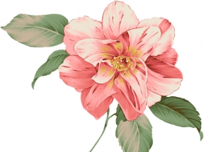 摄影手绘夏日海报花朵插画