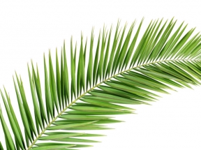 植物夏天沙滩海边棕叶
