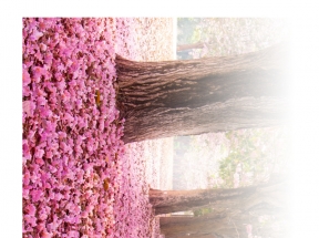 樱花树景色