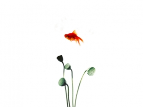 荷花莲蓬