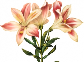 手绘百合装饰花卉